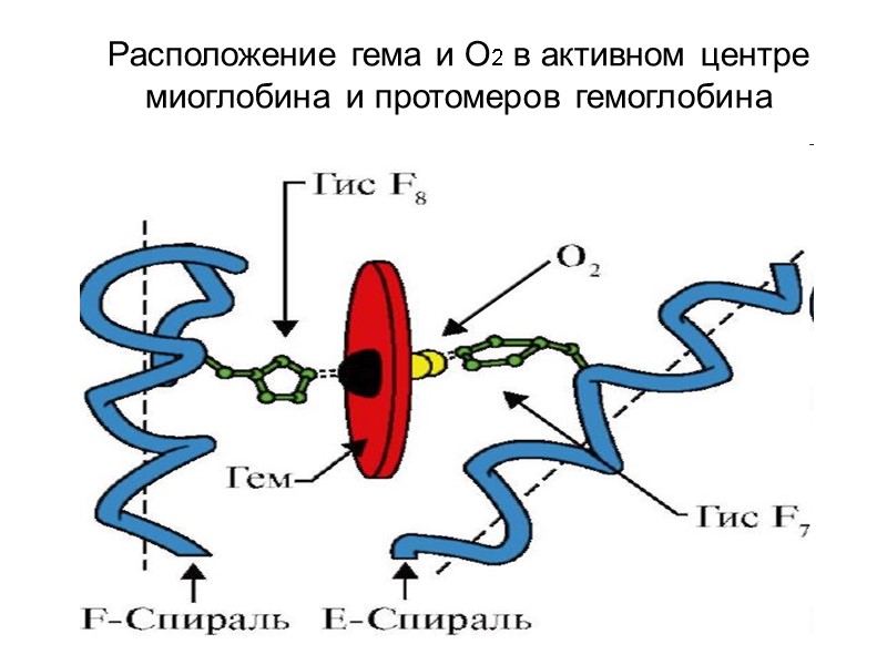 Расположение гема и O2 в активном центре миоглобина и протомеров гемоглобина